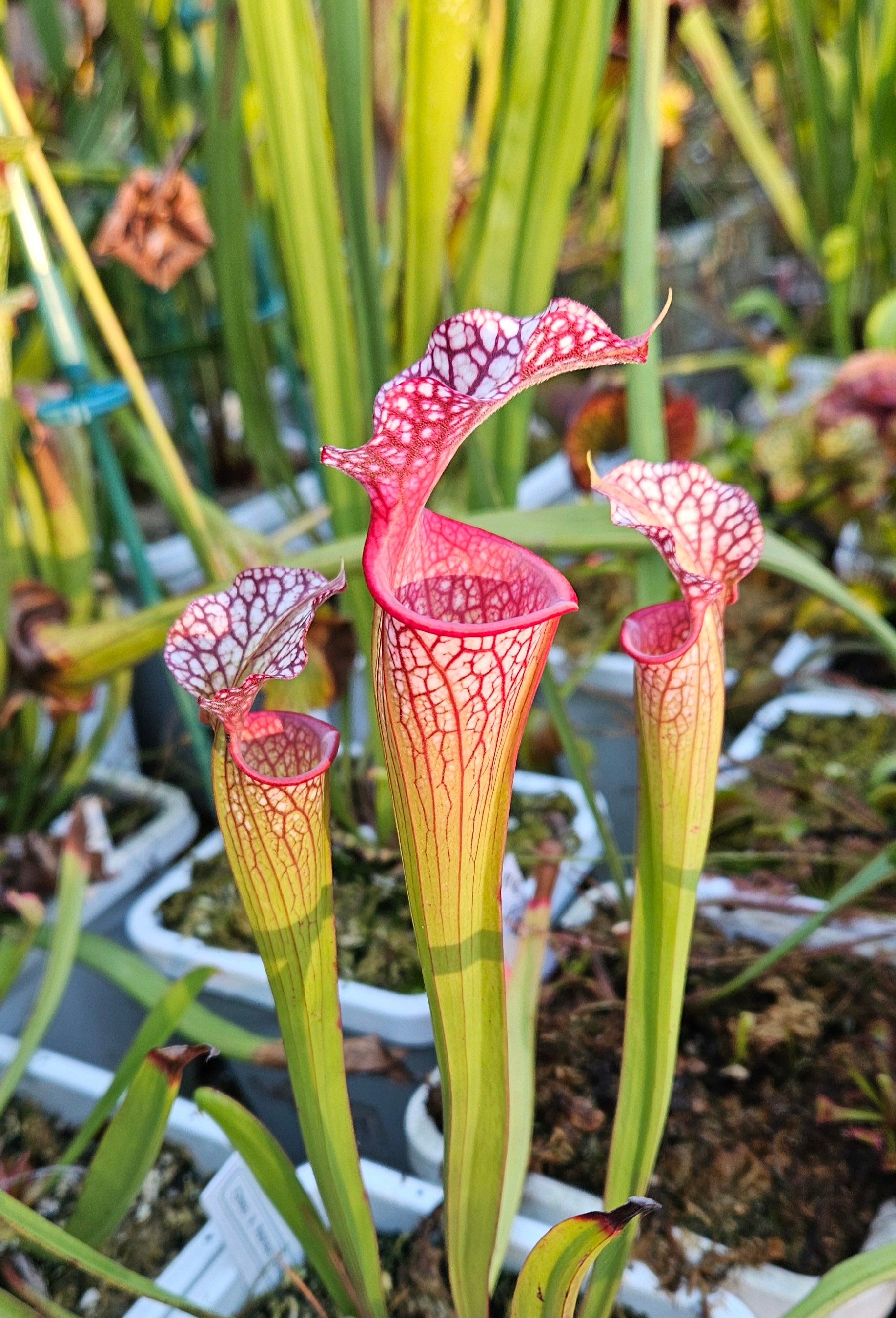 Pitcher Plant - Sarracenia Oreo x Adrian Slack - Carnivorous Live