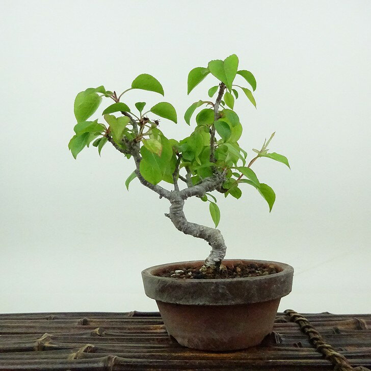 楽天市場】梨（盆栽｜花・観葉植物）：花・ガーデン・DIYの通販