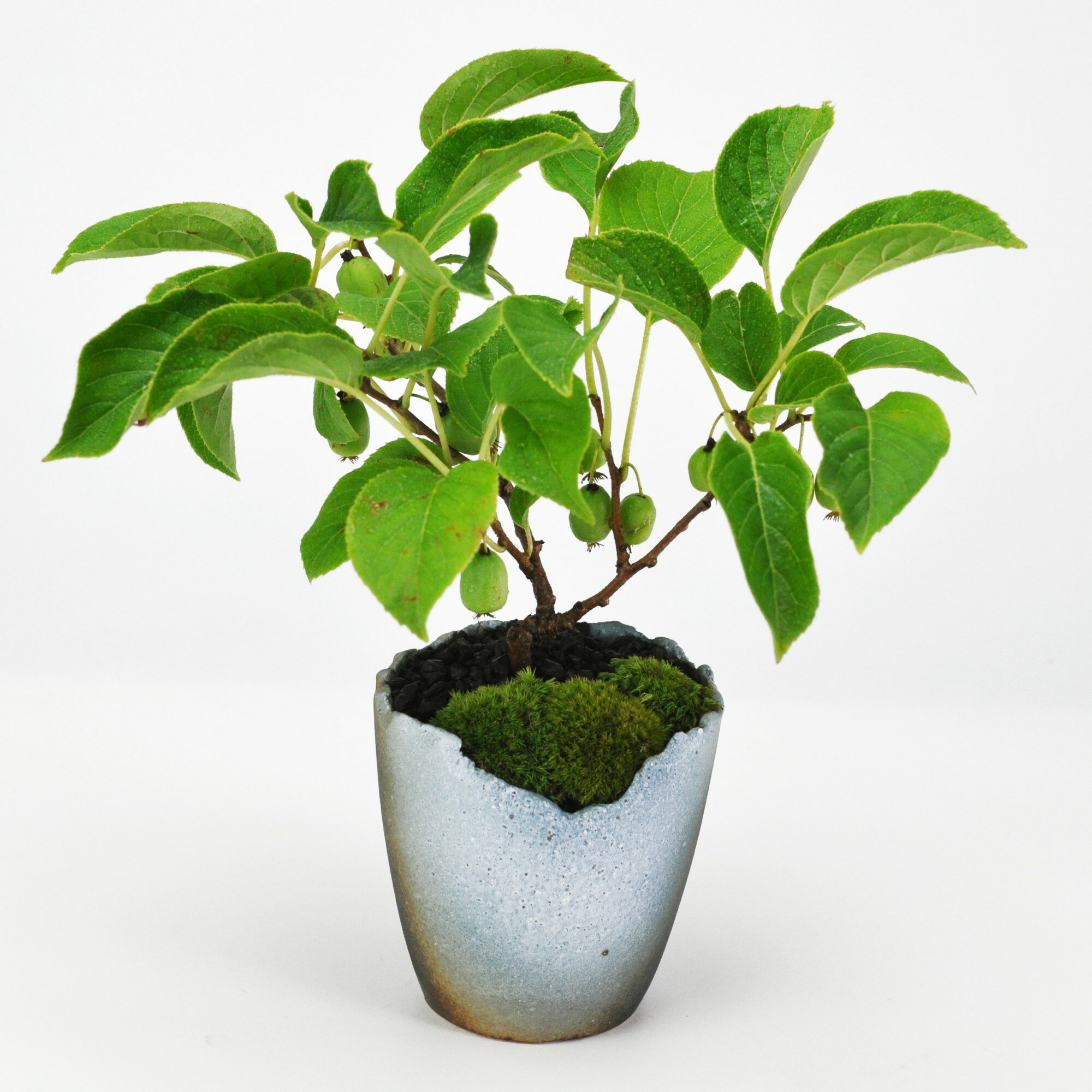 楽天市場】梨（盆栽｜花・観葉植物）：花・ガーデン・DIYの通販