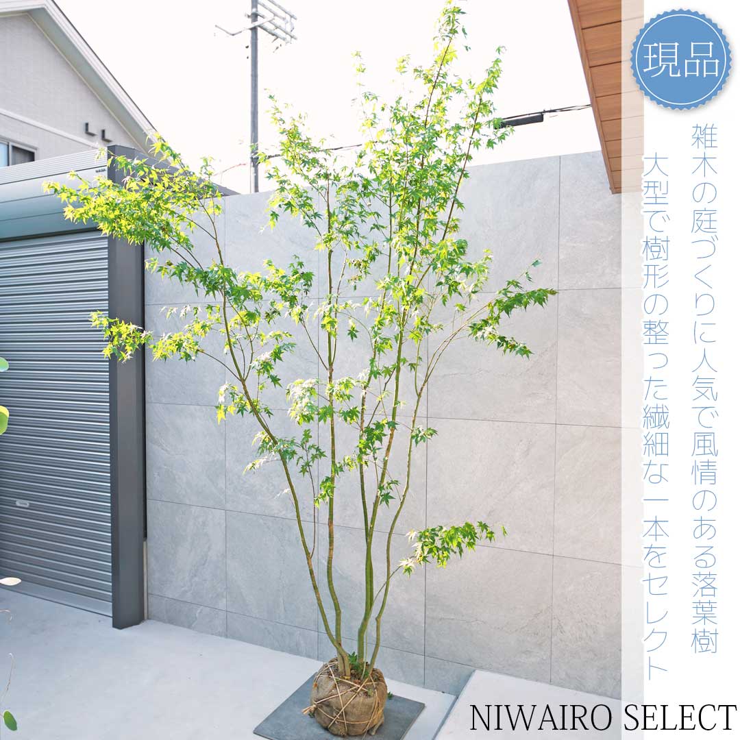 楽天市場】【現品】山採り【イロハモミジ】紅葉 株立ち 自然風樹形