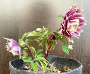 楽天市場】クリスマスローズ 広瀬園芸 ソレイユDD : GardenShop LaCotto