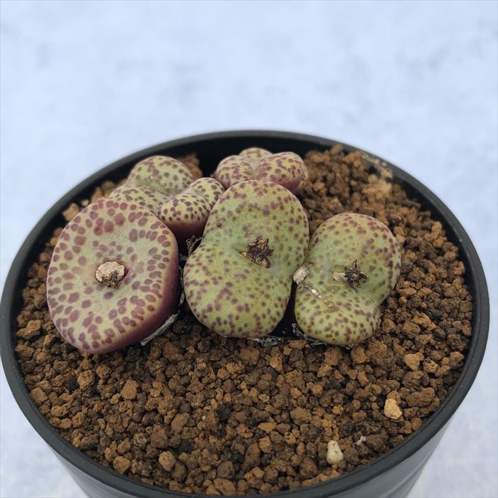 楽天市場】多肉植物 コノフィツム オブコルデルム セレシアナム実生
