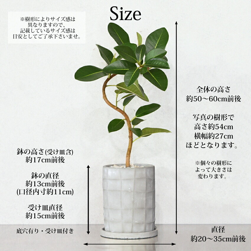 楽天市場】【NEW商品】 フランスゴムの木 観葉植物 おしゃれ 柄あり