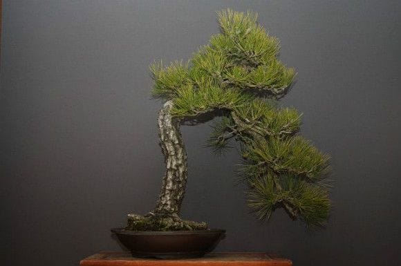 黒松 大品盆栽 樹齢40年の一点物盆栽を販売｜盆栽妙 – 盆栽妙 本店