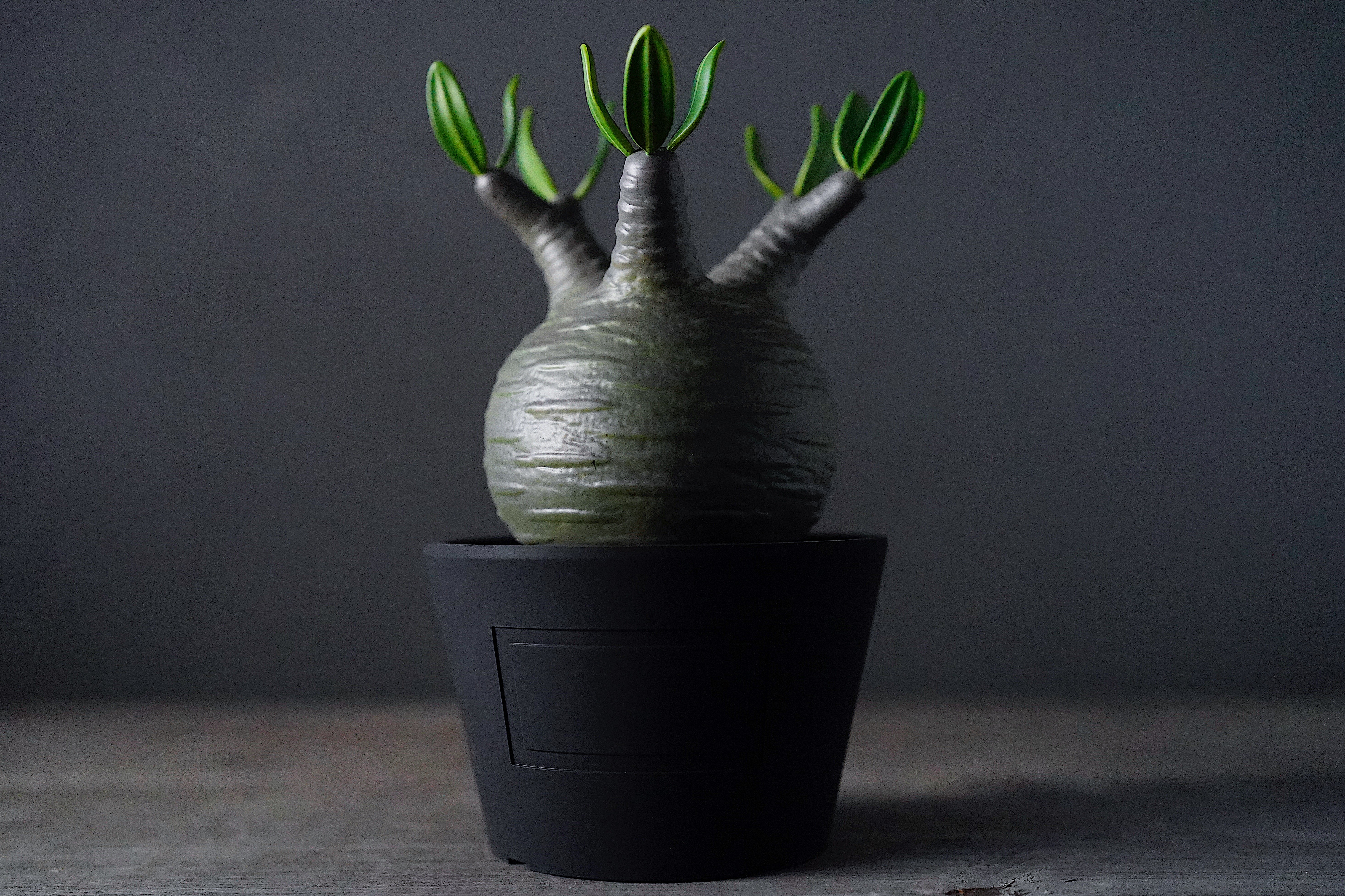 ボタナイズとメディコム・トイが共作した、植欲そそるアートな