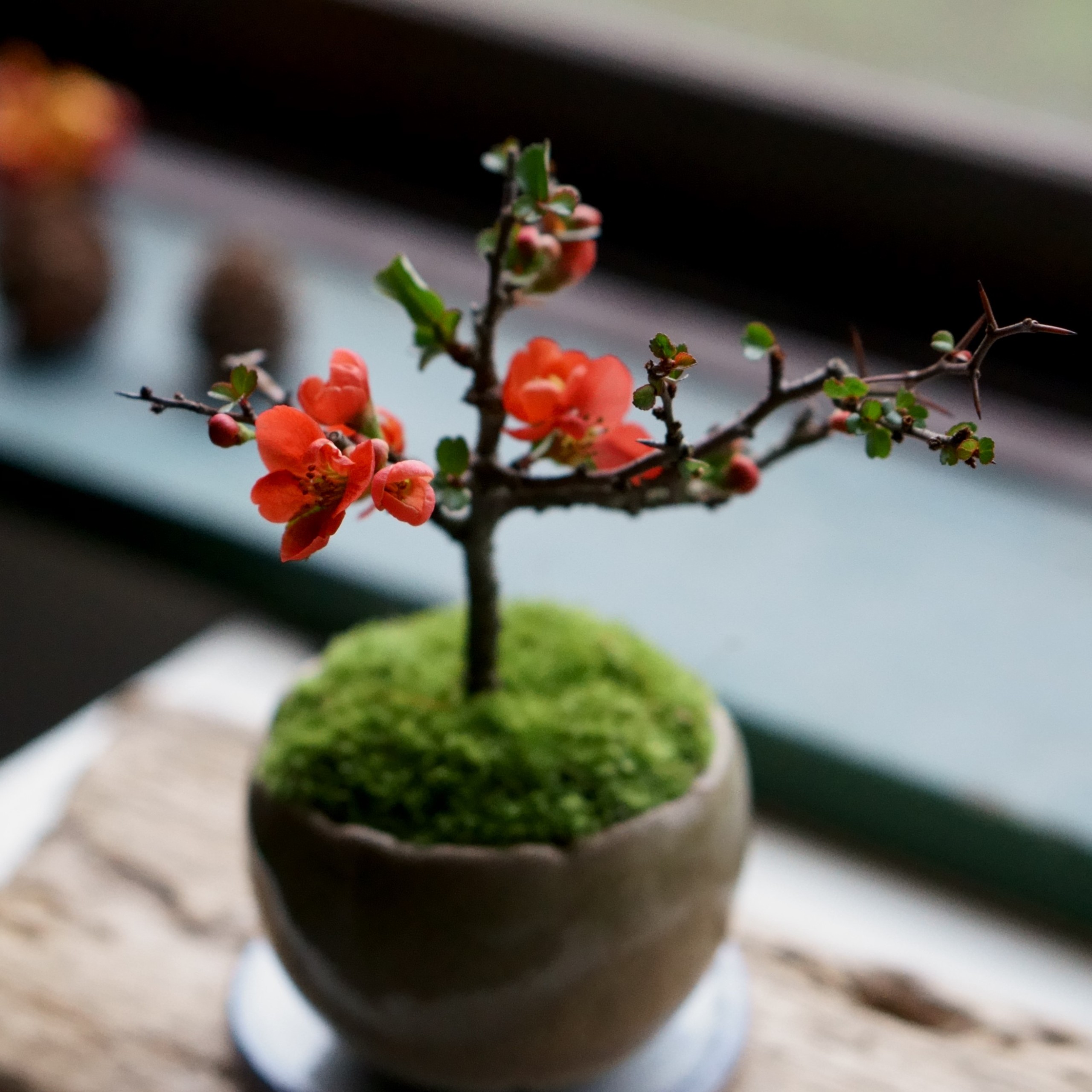 長寿梅｜石木花図鑑｜石木花｜SEKIBOKKA｜盆栽