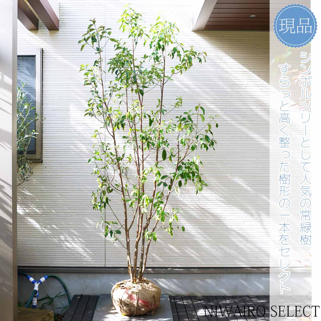 楽天市場】【現品】【常緑ヤマボウシ】山法師 株立ち 自然風樹形 樹高H