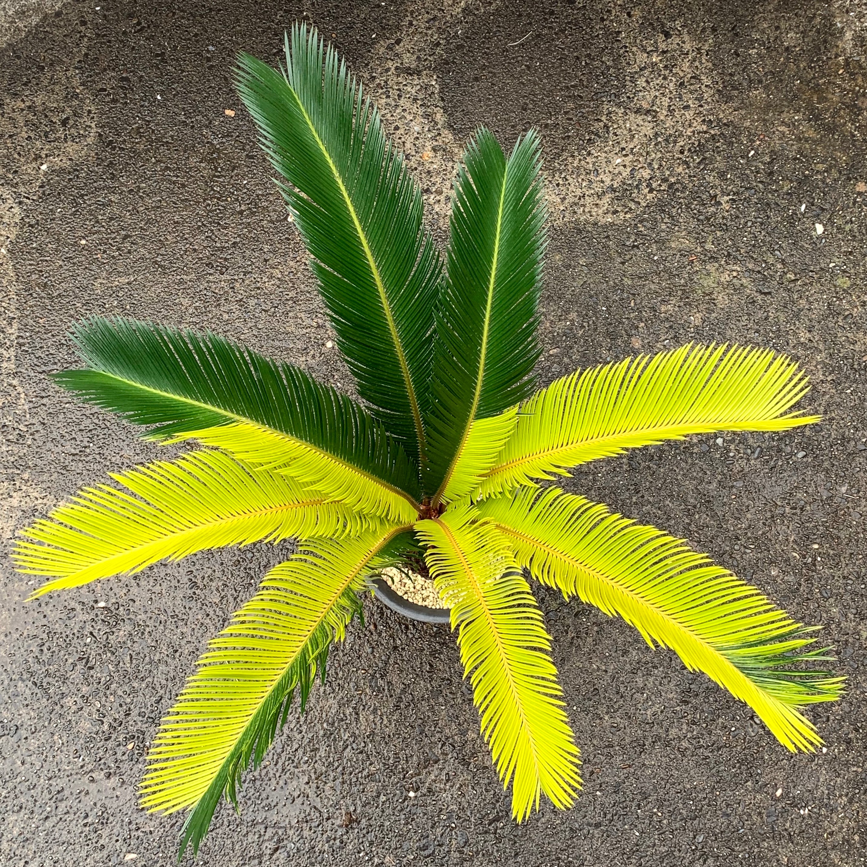 斑入りソテツ | 地球屋