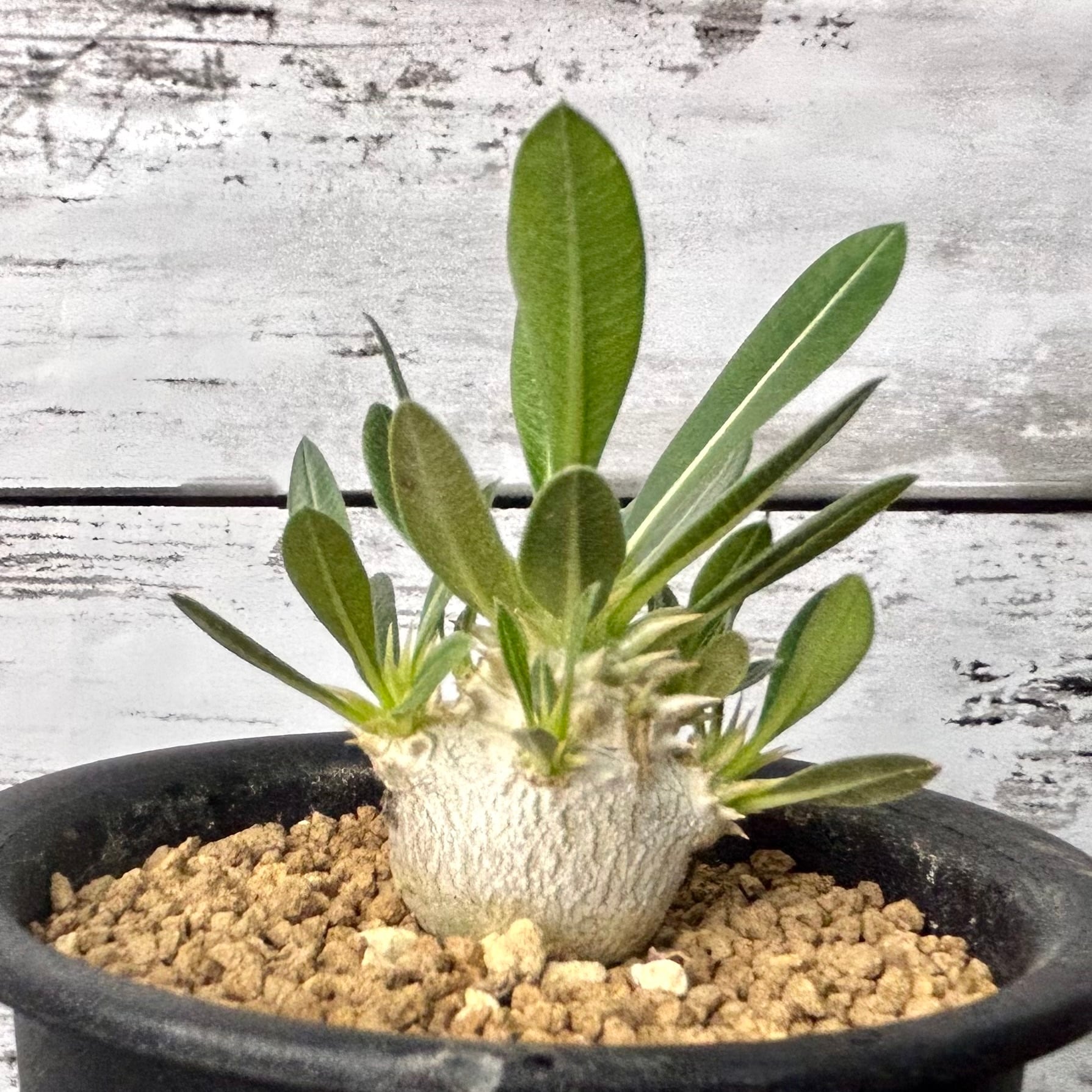 878335f512f755a8d5f7dc5b2aac58