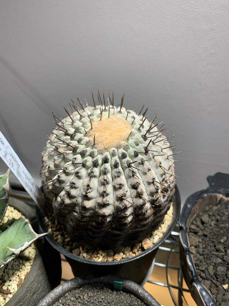 コピアポア シネレア 黒王丸 現地球 管理記録｜🍀GreenSnap（グリーン