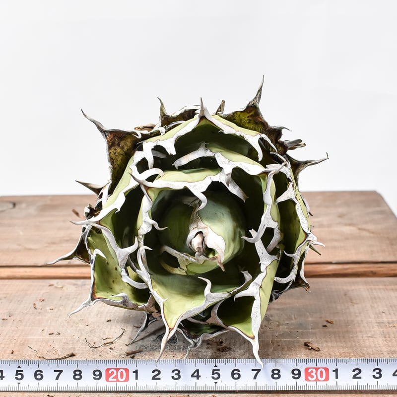 アガベ チタノタ 