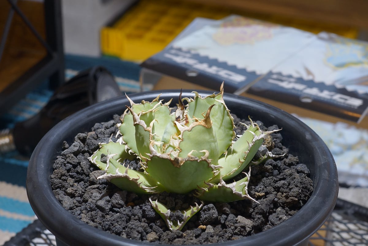 fit=scale-down,w=1200