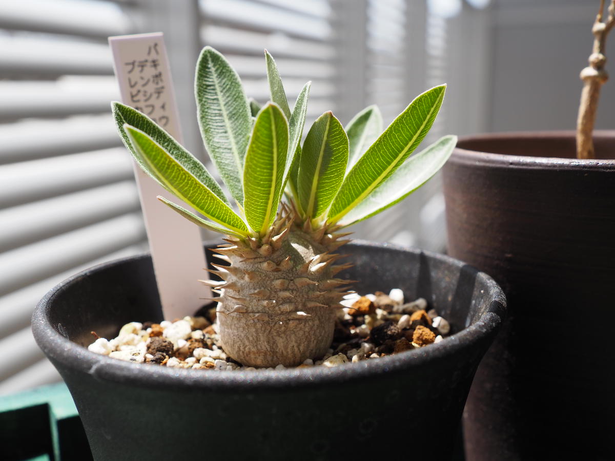 パキポディウム デンシフローラム ブレビカリックス｜そだレポ（栽培