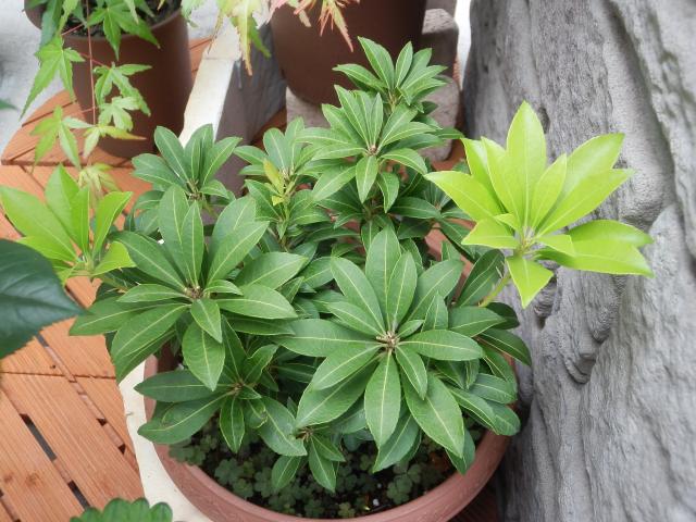 アセビ｜そだレポ（栽培レポート）byAkiharu｜みんなの趣味の園芸