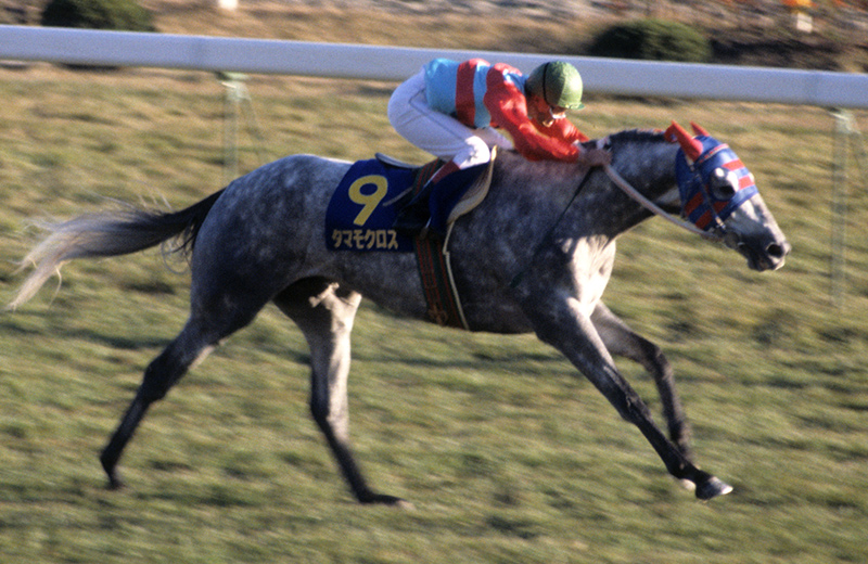 タマモクロス｜名馬メモリアル｜競馬情報ならJRA-VAN