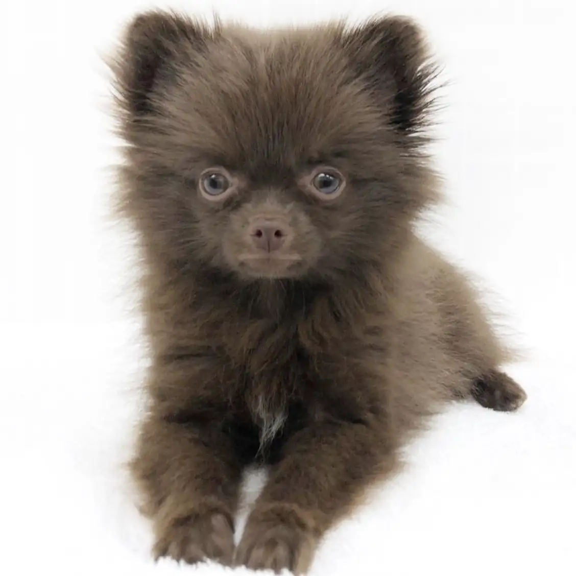 MIX（チワワ×ポメラニアン） | ペットショップ マルワン 小さめ子犬