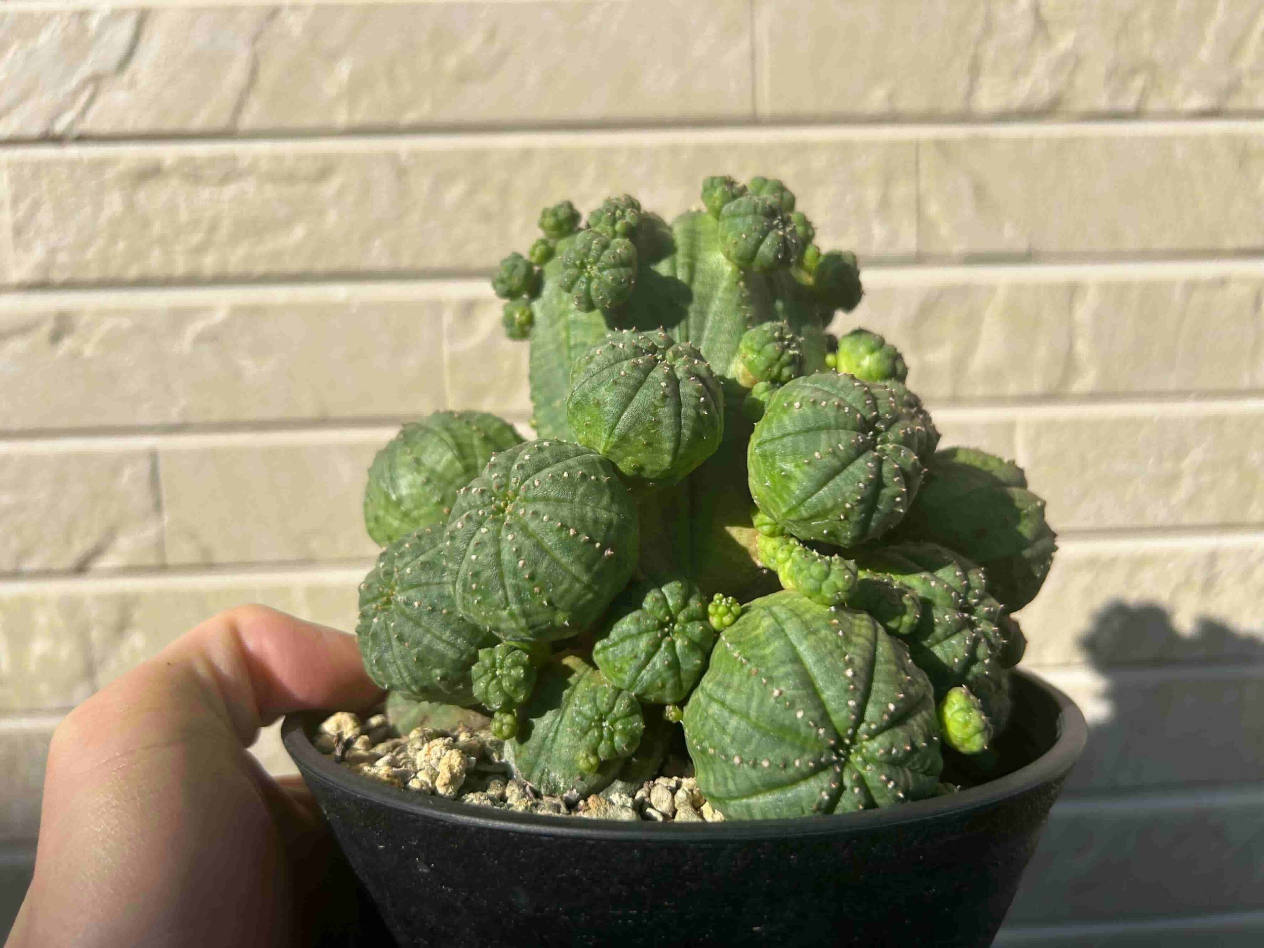 ユーフォルビア「シンメトリカ」（子吹き）の成長記録＆育て方（更新中