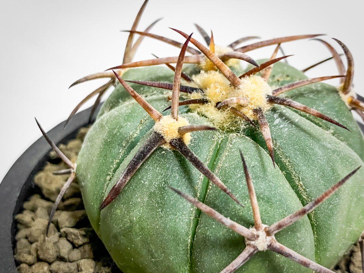 エキノカクタス・'雷帝'を植え替えたッ！！ | もすレコ。