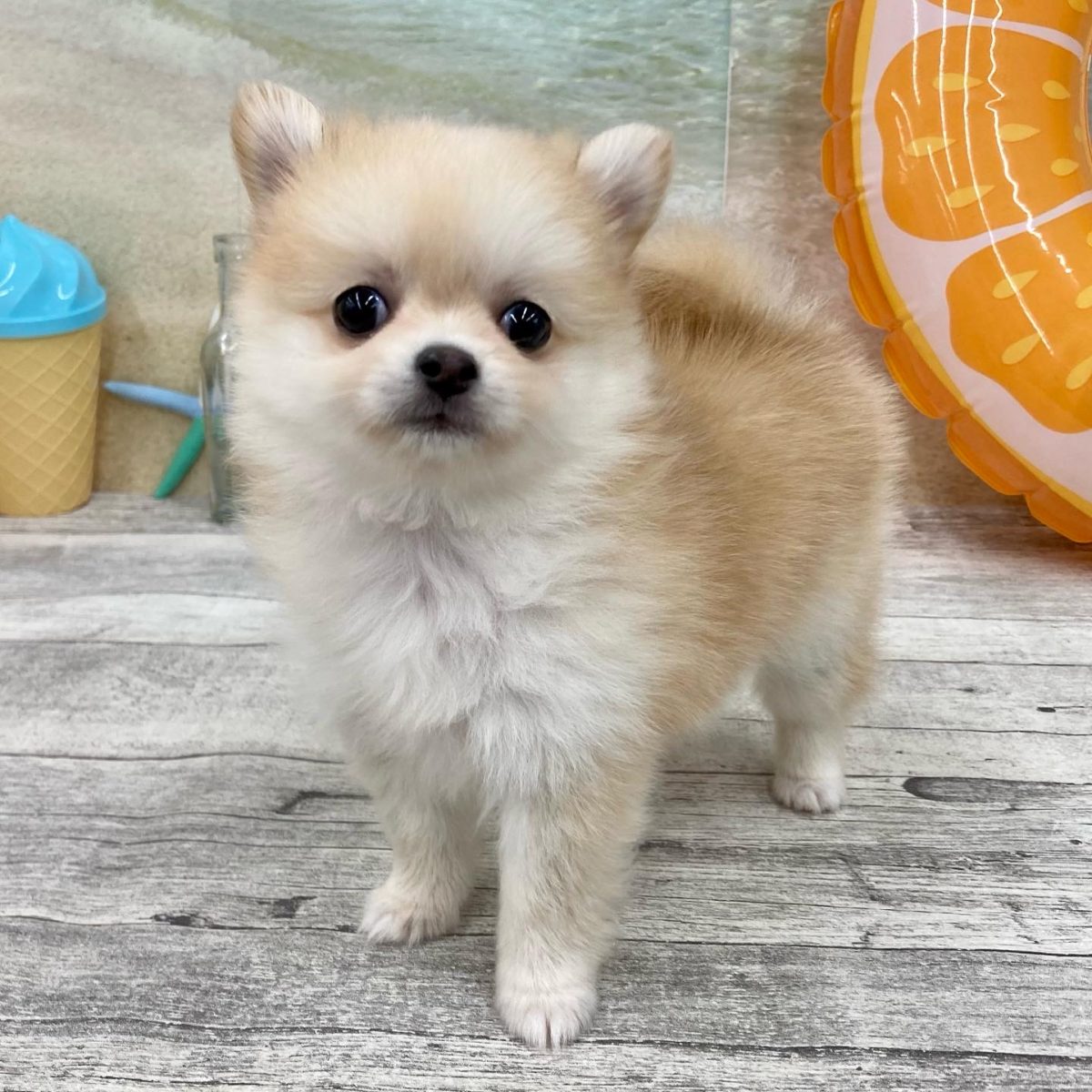 MIX(チワワ×ポメラニアン) | ニコペットぱーく