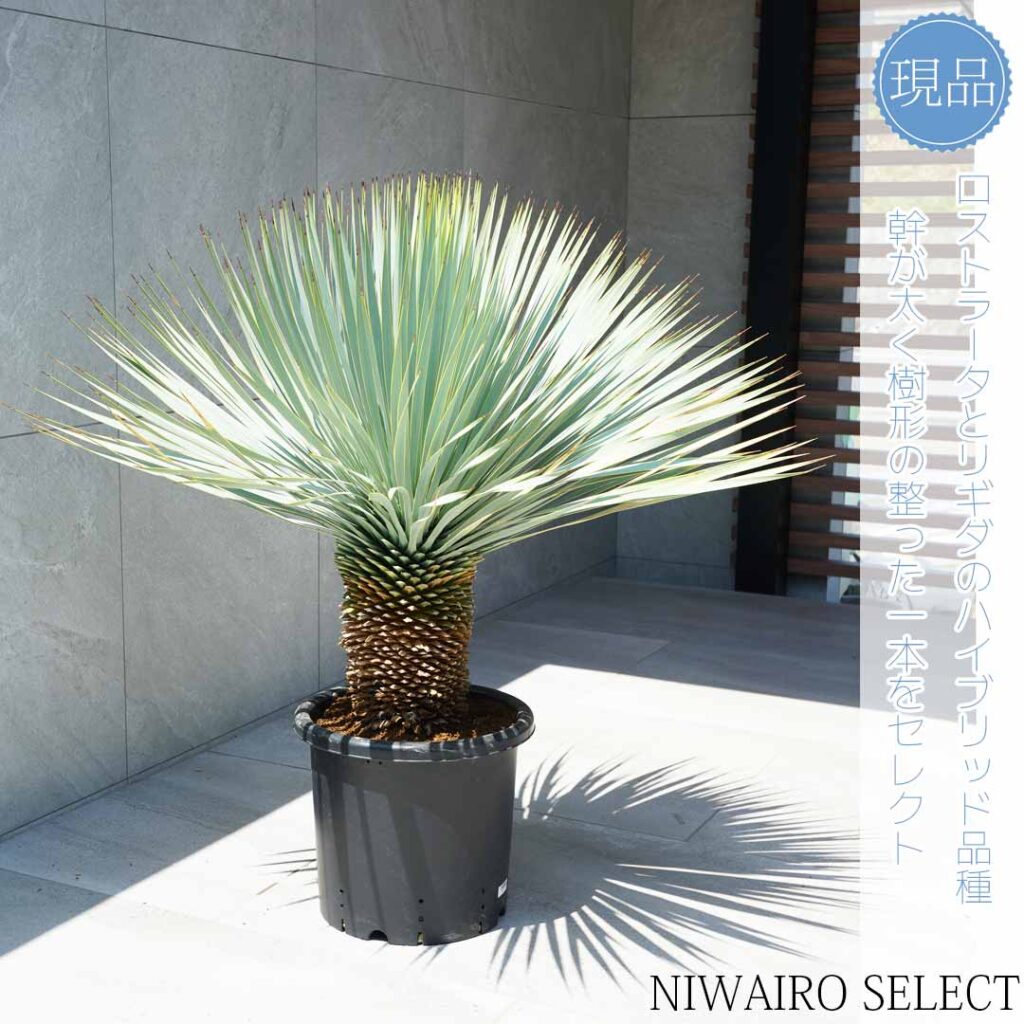 ユッカロストラータとはどんな植木？特徴と育て方について詳しく解説