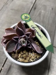 2026年最新】チャザロイの人気アイテム - メルカリ