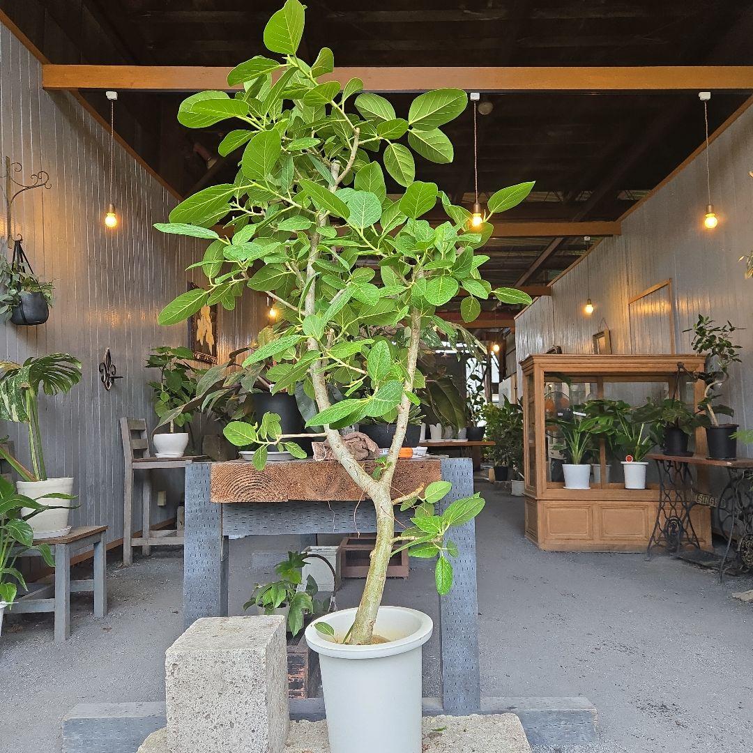 ⑤　フィカス　ベンガレンシ　10号　特大苗木最高等級極上品‼️　極太 観葉植物 フィカス ベンガレンシス 10号 曲り ラスターポット 付き