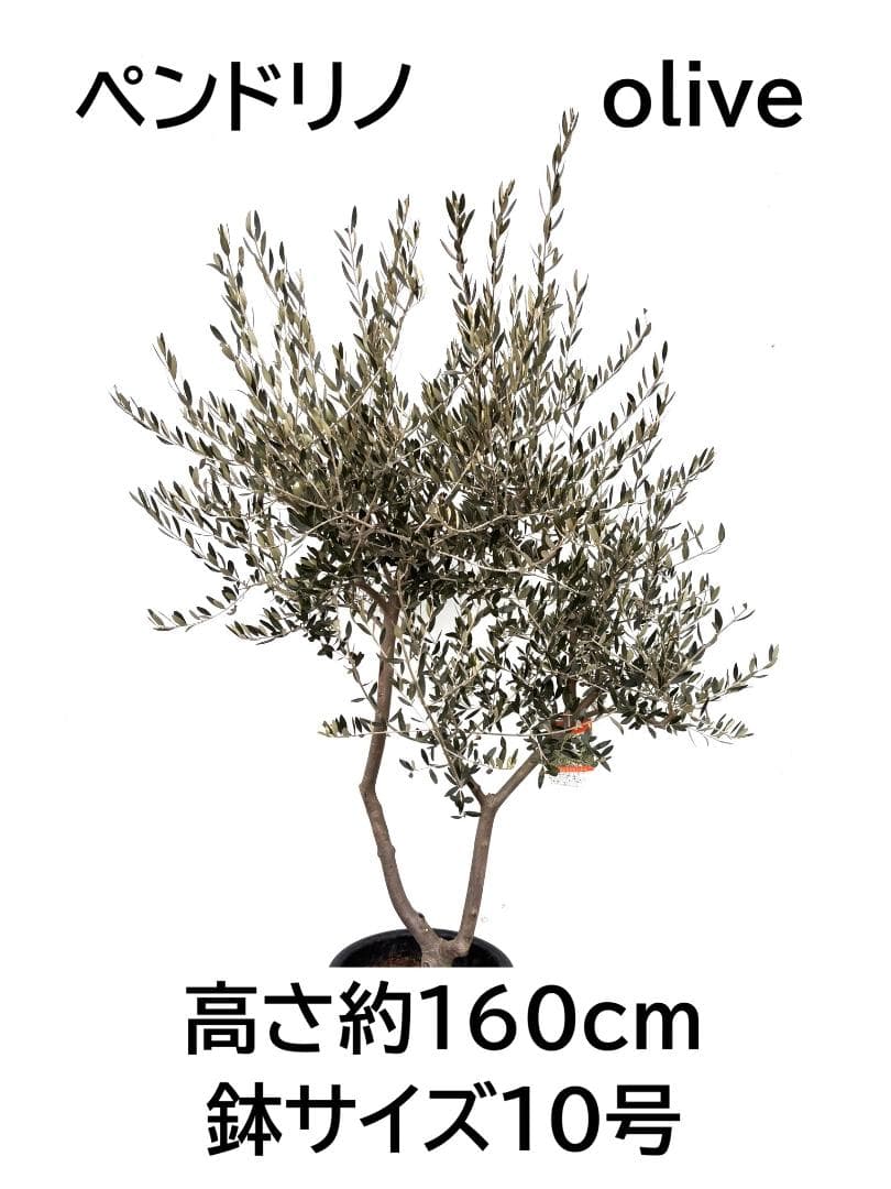オリーブの木　ペンドリノ　10号　約160cm　K-339　現品掲載 オリーブの木 ペンドリノ 10号 約160cm K-339 現品掲載 - メルカリ