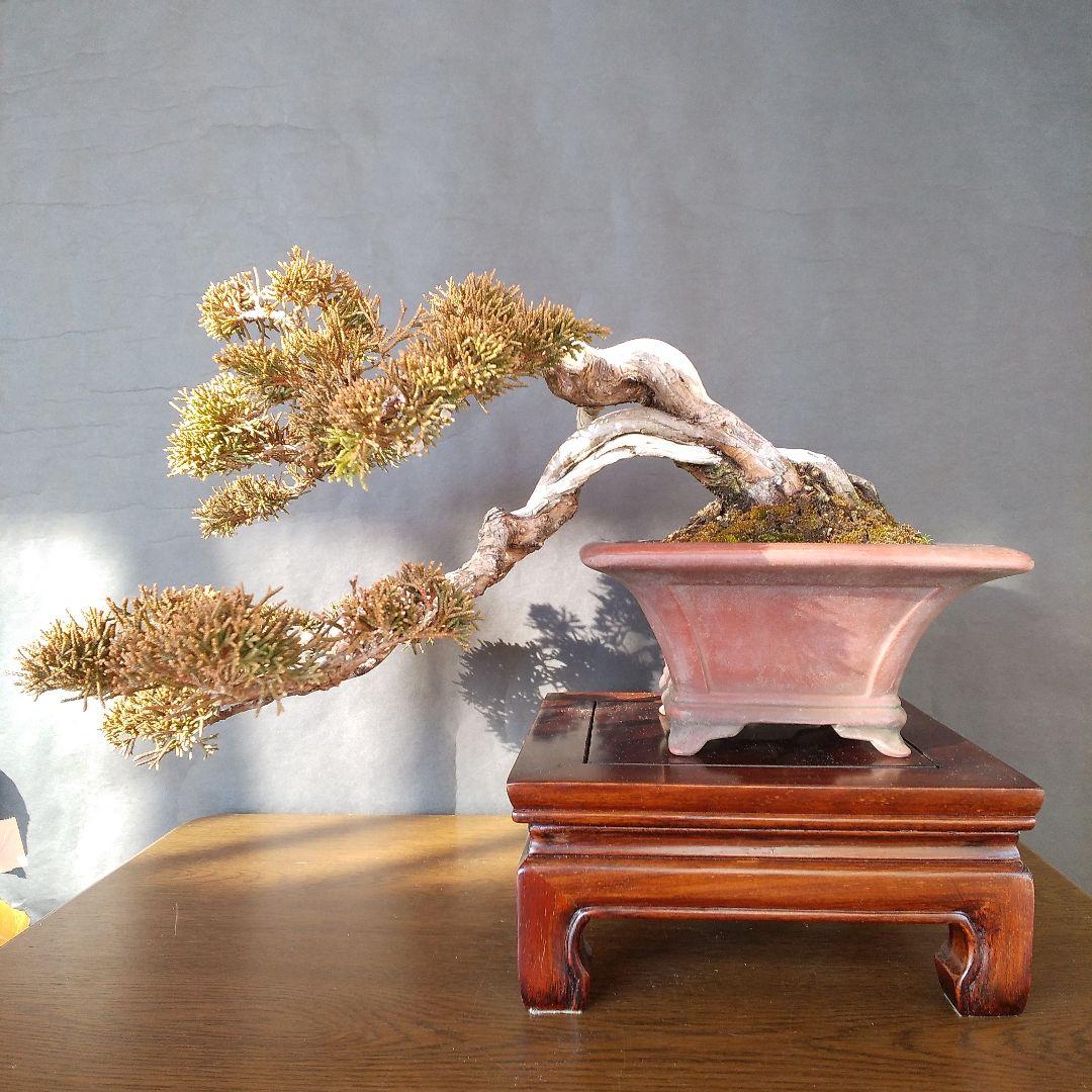 真柏 盆栽 盆栽・真柏 Bonsai Juniper – bonsailife686868