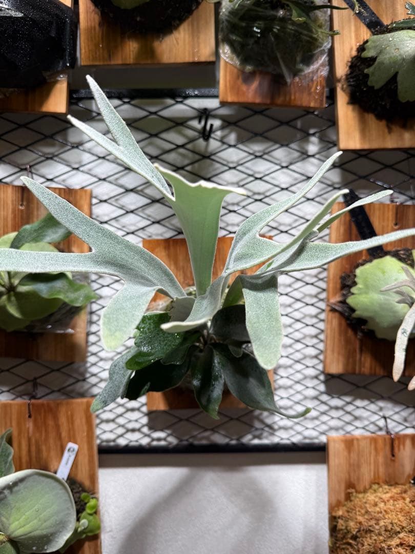 P. willinckii 'Celso tatsuta'中株/多分岐選抜 P.willinckii 'Celso' Tatsutaを室内管理にした訳【2021夏】
