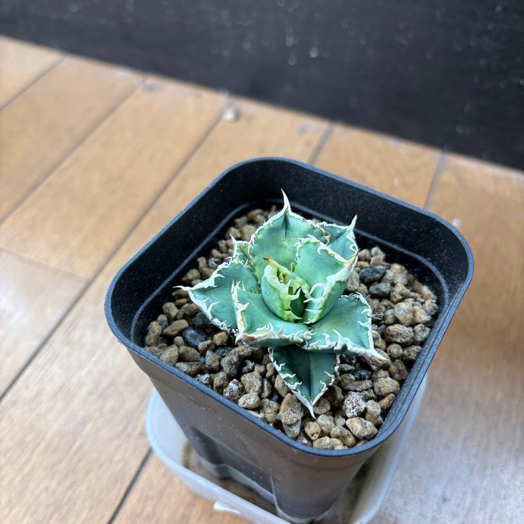 アガベ tak アガベ・チタノタ 黒豹（小株）-062｜agave titanota black panthe