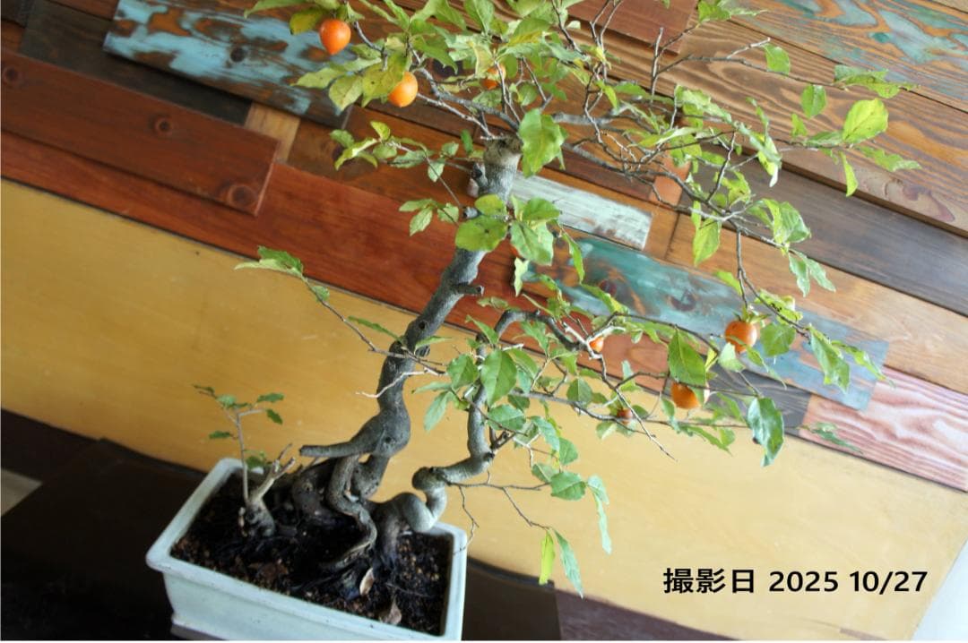 盆栽 『次郎柿』 花 インテリア 実 オブジェ 送料無料 観葉植物 174 盆栽 『次郎柿』実 和風 インテリア 園芸 花 ガーデニング おしゃれ