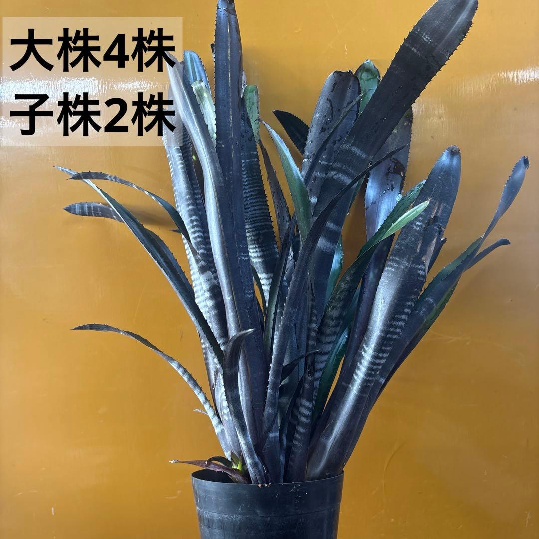 ビルベルギア　ダースベイダー　特大株 PLANCHU 観葉植物 ビルベルギア ダースベイダー 4号樹脂鉢 受け皿付き