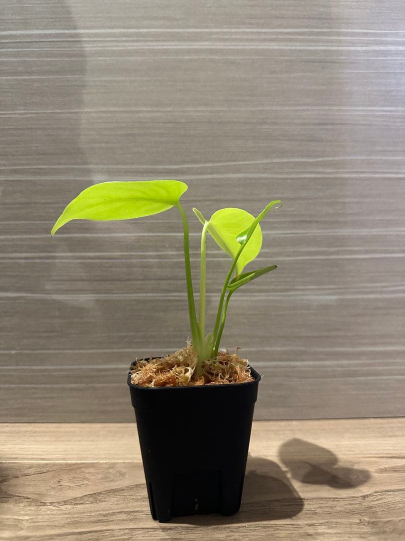 モンステラ　イエロームーン Yahoo!オークション - 【みどりの倉庫】モンステラ ''イエロームーン''