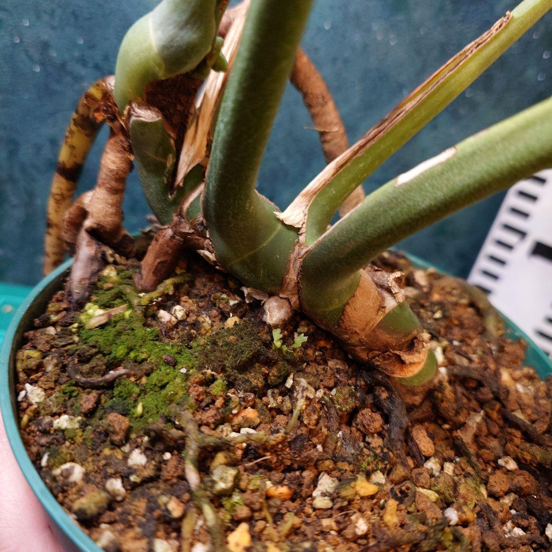 美樹形】モンステラデリシオーサ コンパクタ 本物ガチムチ穴あき 新葉