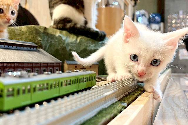 猫 | ジオラマ食堂 | 大阪市